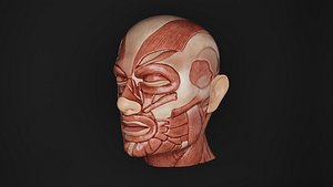 3D Human Anatomy-Muscular System-Head Left Lateral Superficial View