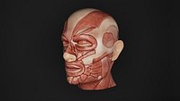 Human Anatomy-Muscular System-Head Left Lateral Superficial View