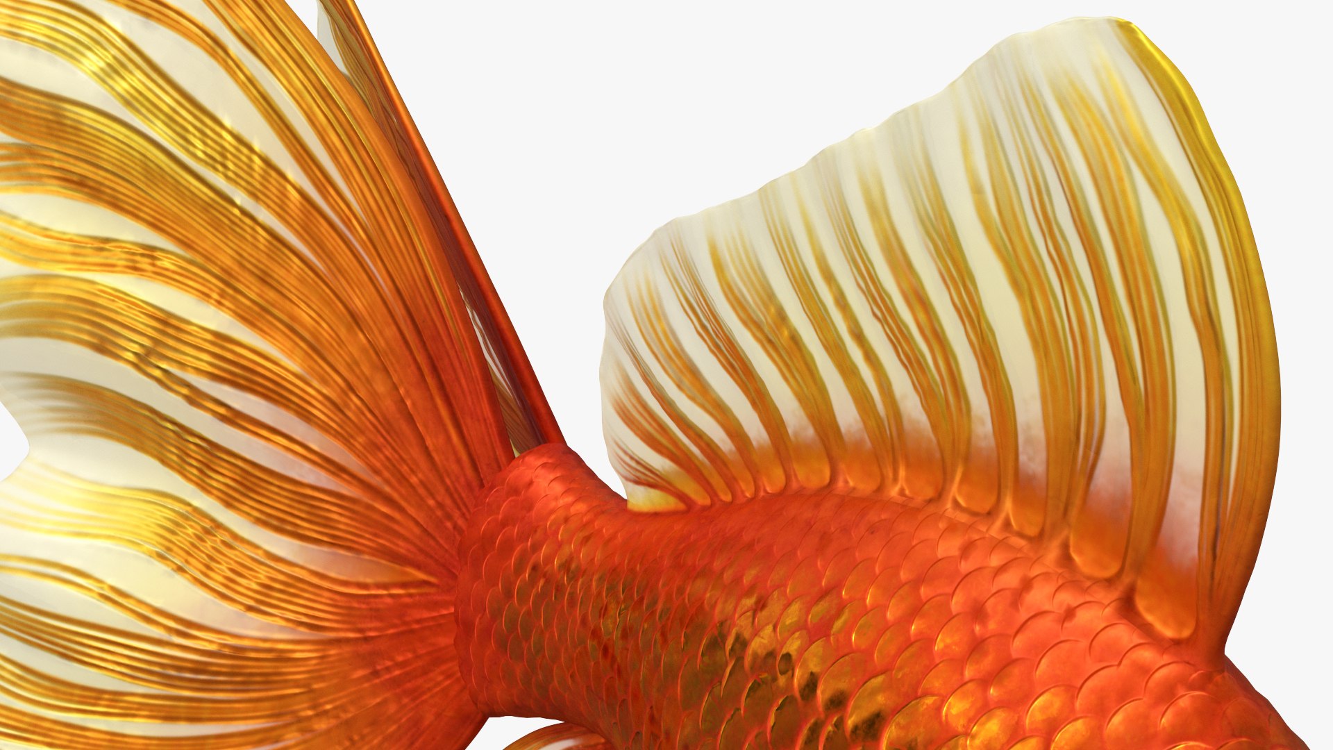 Fantail Goldfish Set Animated Rigged For Maya 3D - TurboSquid 2551065