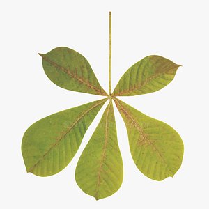 3D Chesnut leaf model