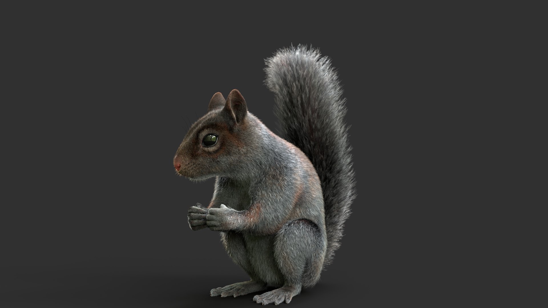 Gray Squirrel Xgen Rigged 3D Model - TurboSquid 2423172