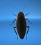 cockroach