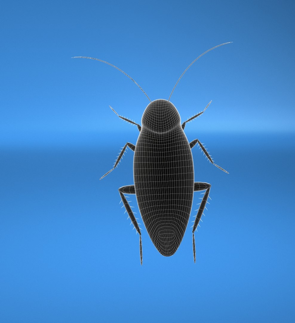 3d cockroach model https://p.turbosquid.com/ts-thumb/86/QilC6r/nrjoRqbv/blue4/jpg/1369214662/1920x1080/fit_q87/0232b290f82bec88997cc6d5fa72ba99188c2649/blue4.jpg