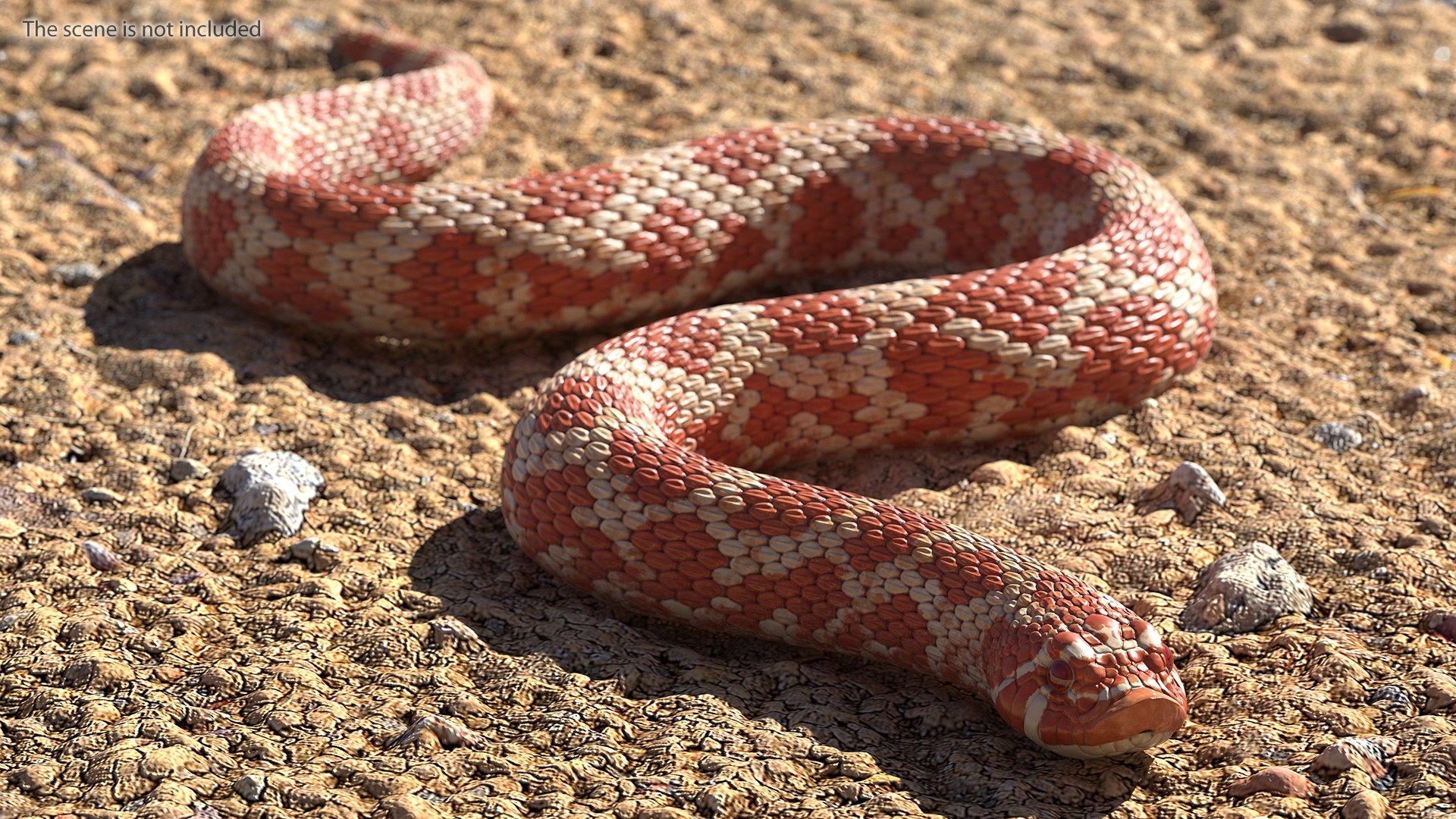 albino hognose snake rigged 3D https://p.turbosquid.com/ts-thumb/86/XHalyk/08wSmCGX/albinohognosesnakeriggedc4dmodel006/jpg/1574834218/1920x1080/fit_q87/2123aa89233ae601cb3f548f108ac8b1882186ee/albinohognosesnakeriggedc4dmodel006.jpg