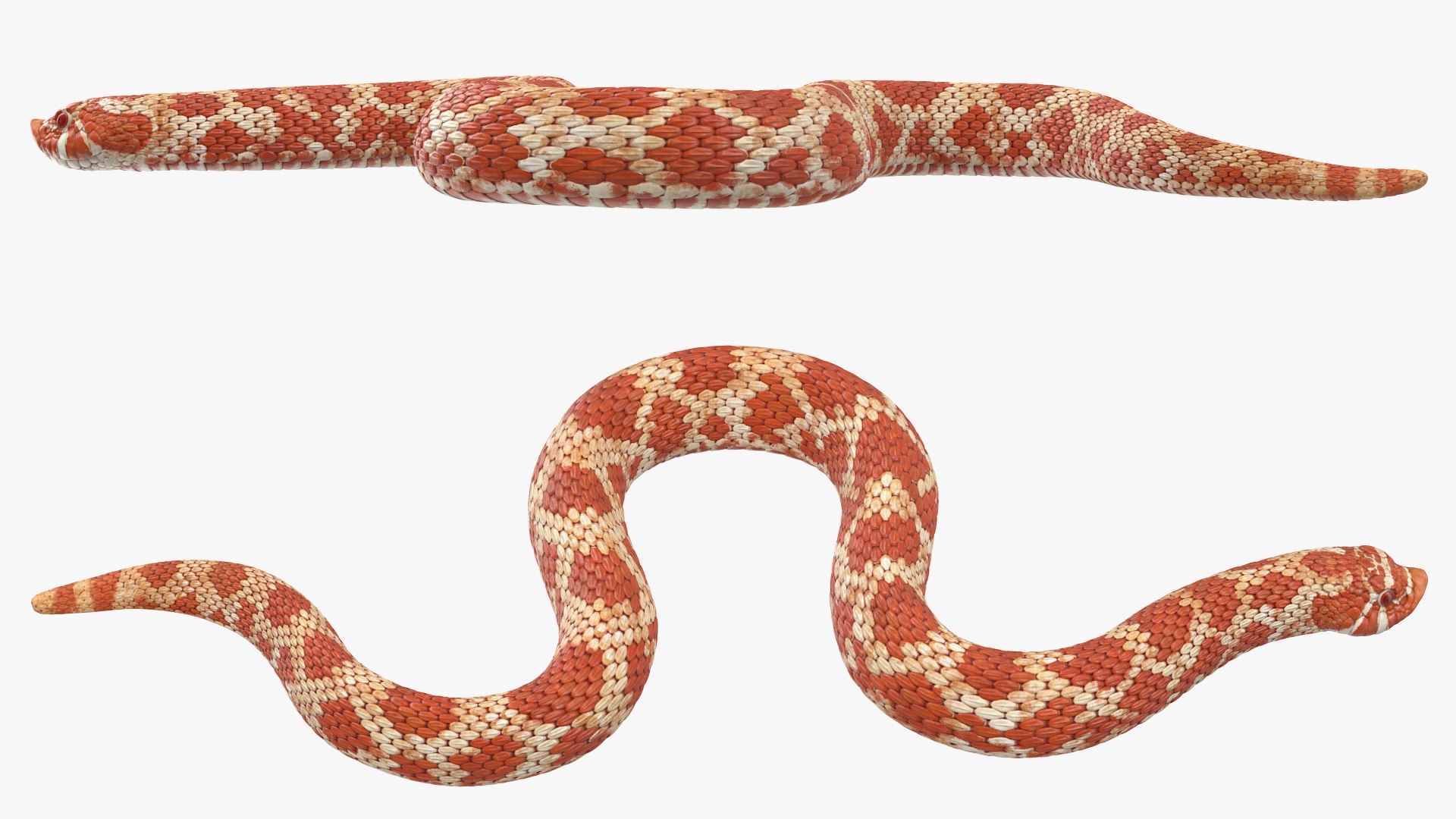 albino hognose snake rigged 3D https://p.turbosquid.com/ts-thumb/86/XHalyk/4jueEzPa/albinohognosesnakeriggedc4dmodel012/jpg/1574834257/1920x1080/fit_q87/3faff63bc91f7e3736b4c4d72360c078765934aa/albinohognosesnakeriggedc4dmodel012.jpg