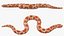 Serpiente Hognose Albino aparejada para Maya
