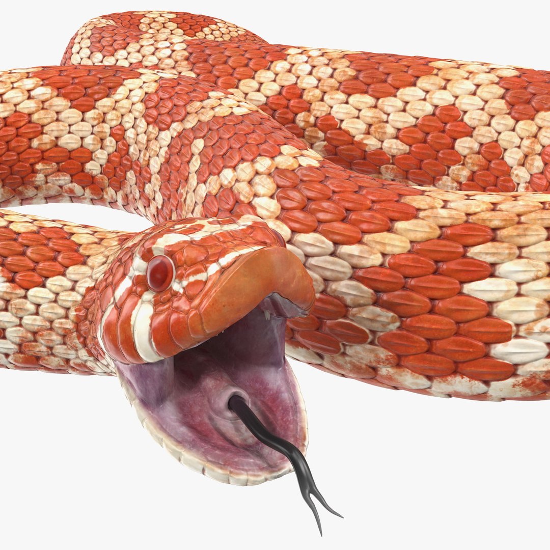 Albino Hognose Snake Rigged for Maya 3D model preview