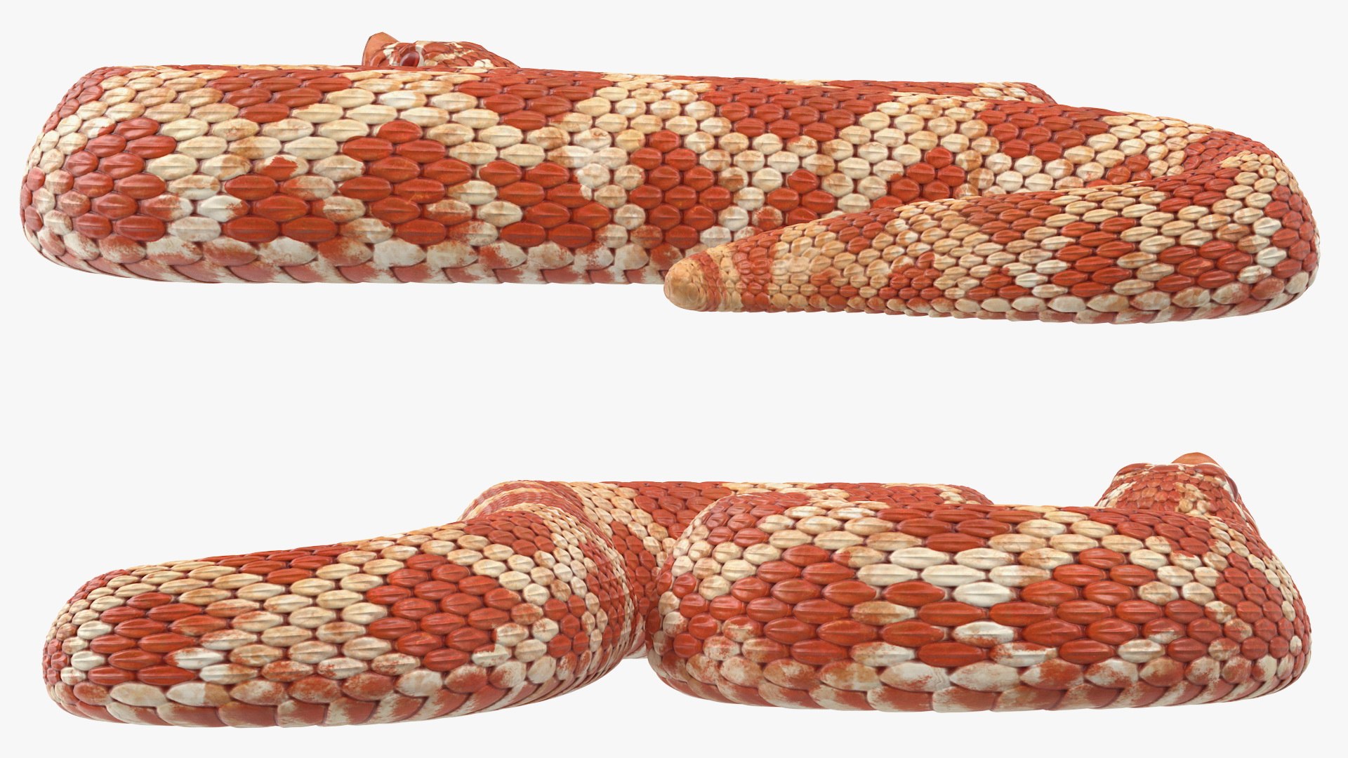 albino hognose snake rigged 3D https://p.turbosquid.com/ts-thumb/86/XHalyk/I9LqHdLg/albinohognosesnakeriggedc4dmodel011/jpg/1574834251/1920x1080/fit_q87/175dafd1184adb5f54851bf73499c69a812673ba/albinohognosesnakeriggedc4dmodel011.jpg