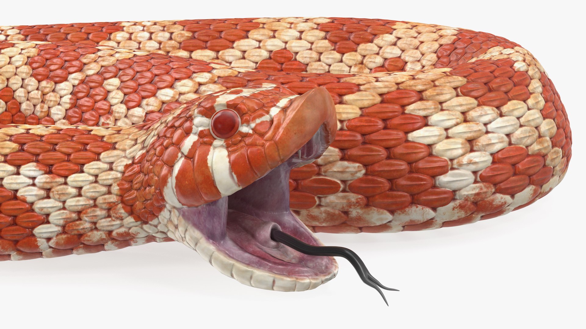 albino hognose snake rigged 3D https://p.turbosquid.com/ts-thumb/86/XHalyk/Jivtvt9Z/albinohognosesnakeriggedc4dmodel015/jpg/1574834273/1920x1080/fit_q87/838aea5f826972daa5cbf3d3c2fa6c0045b771e3/albinohognosesnakeriggedc4dmodel015.jpg