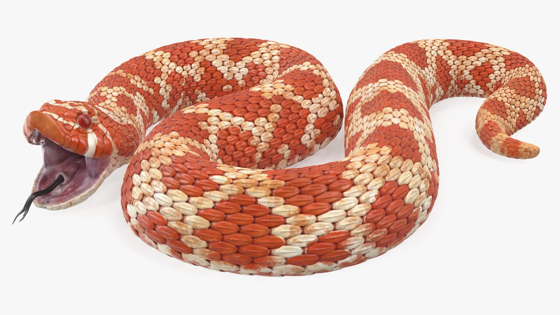 albino hognose snake rigged 3D https://p.turbosquid.com/ts-thumb/86/XHalyk/LI5hkyGG/albinohognosesnakeriggedc4dmodel010/jpg/1574834245/1920x1080/fit_q87/d31923bcb08ca73e4a4b4624742987f31cbbda7f/albinohognosesnakeriggedc4dmodel010.jpg