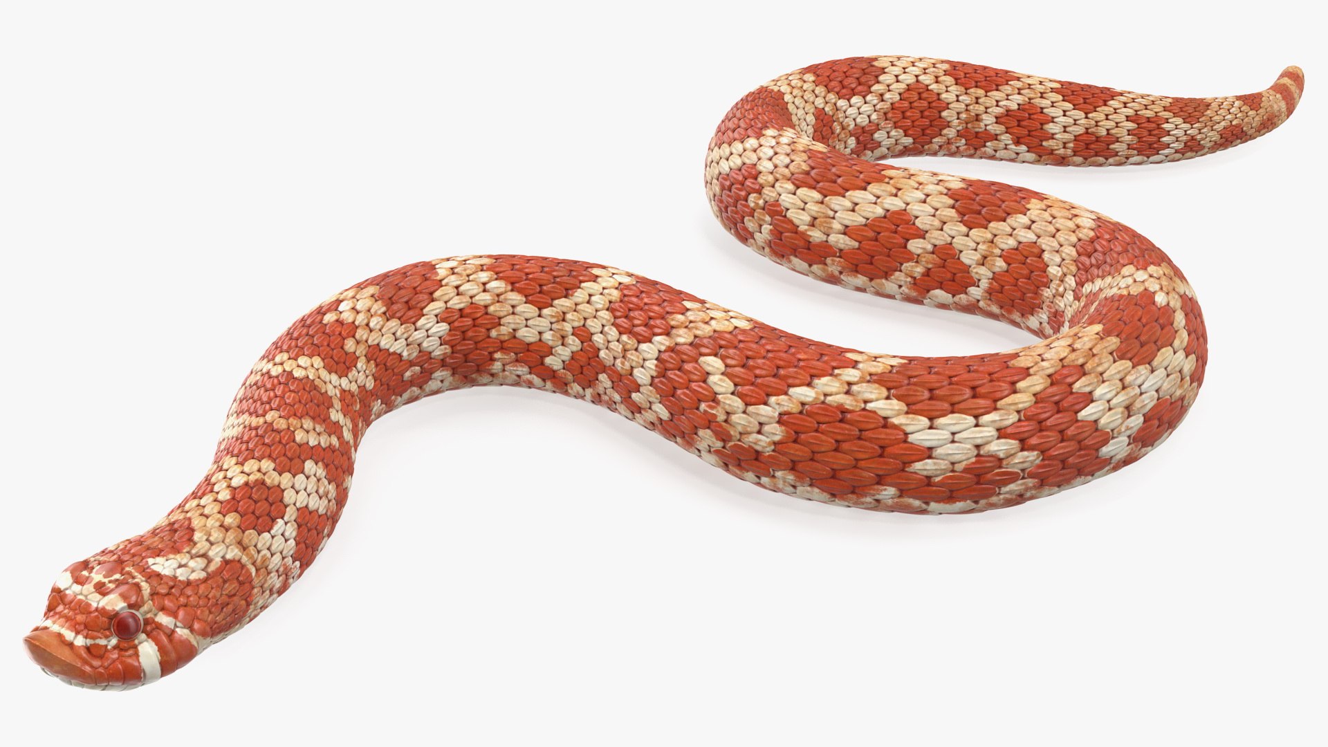 albino hognose snake rigged 3D https://p.turbosquid.com/ts-thumb/86/XHalyk/LcOG0vMk/albinohognosesnakeriggedc4dmodel020/jpg/1574834301/1920x1080/fit_q87/86deb747c3ea69af731ec8c569f1bcb9f889b5c7/albinohognosesnakeriggedc4dmodel020.jpg