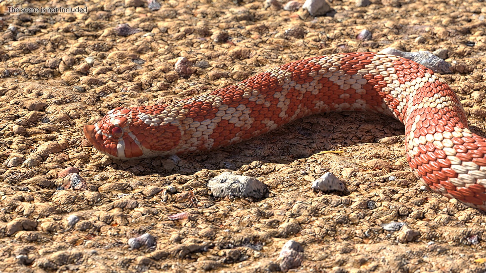 albino hognose snake rigged 3D https://p.turbosquid.com/ts-thumb/86/XHalyk/MD290g9N/albinohognosesnakeriggedc4dmodel009/jpg/1574834237/1920x1080/fit_q87/df06837e412d8c862d1432f9b52eea21c46af963/albinohognosesnakeriggedc4dmodel009.jpg