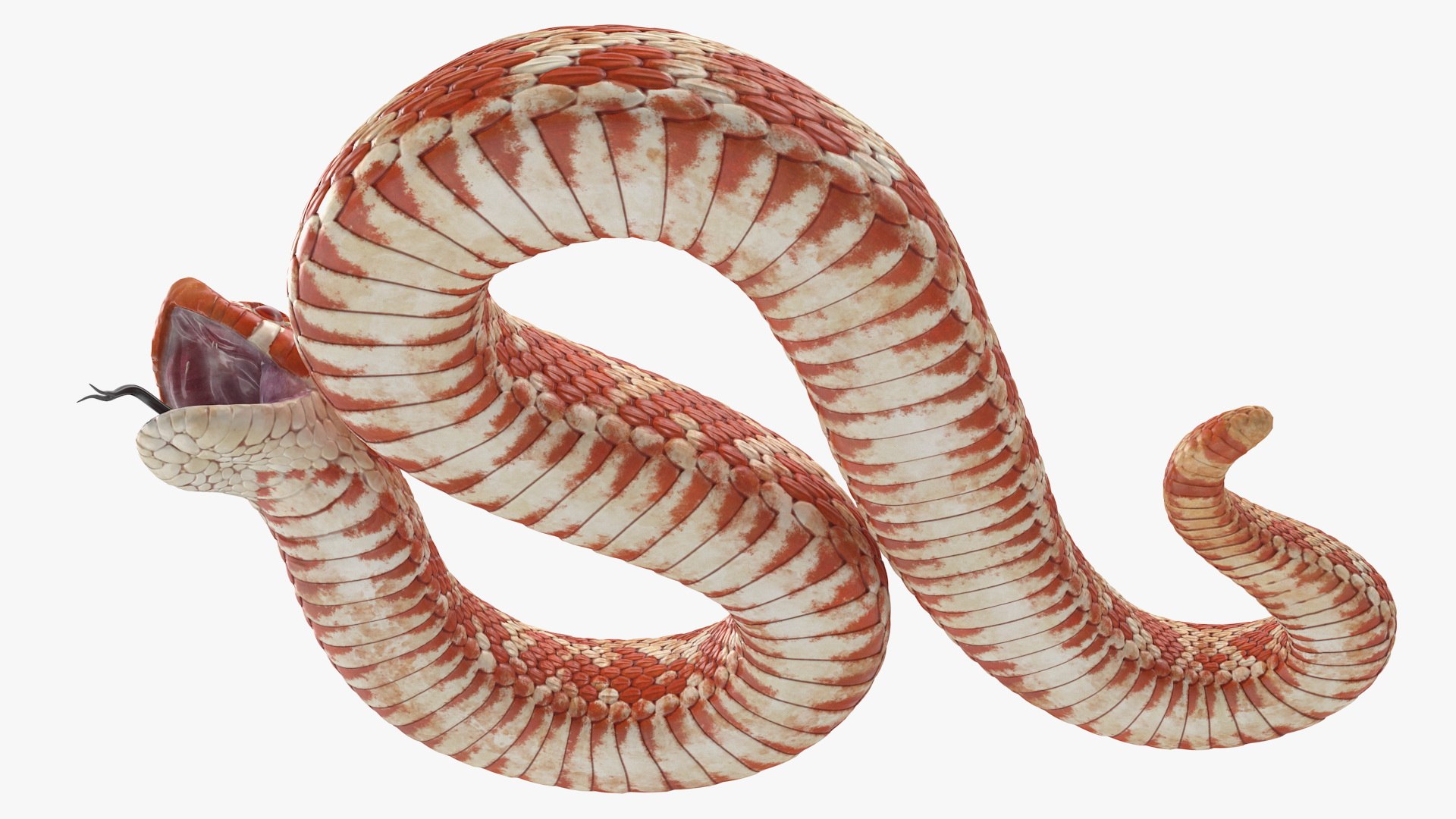 albino hognose snake rigged 3D https://p.turbosquid.com/ts-thumb/86/XHalyk/N7mZJbg3/albinohognosesnakeriggedc4dmodel014/jpg/1574834268/1920x1080/fit_q87/9c86fbaa7d21d817c1f6771193f0666ebc4649d3/albinohognosesnakeriggedc4dmodel014.jpg
