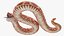 Serpiente Hognose Albino aparejada para Maya