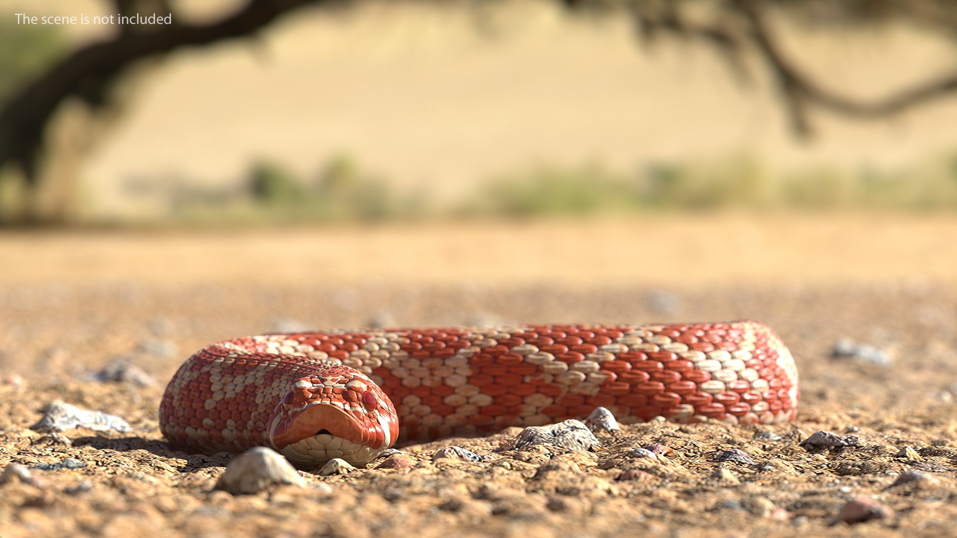 albino hognose snake rigged 3D https://p.turbosquid.com/ts-thumb/86/XHalyk/PjQ9FaX7/albinohognosesnakeriggedc4dmodel008/jpg/1574834230/1920x1080/fit_q87/571f6947701f5db9b1e15ce680a009e4b5a39380/albinohognosesnakeriggedc4dmodel008.jpg