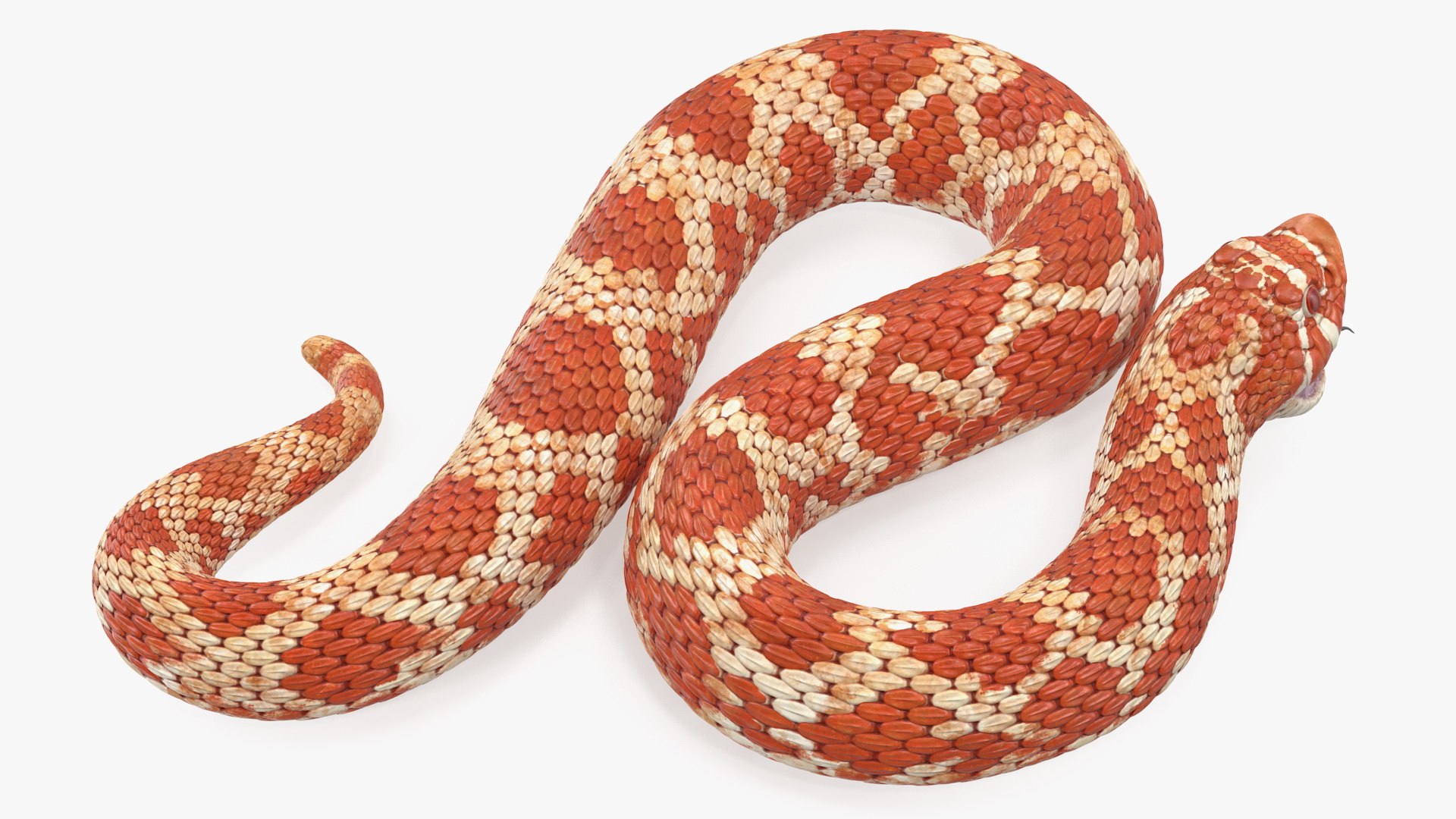 albino hognose snake rigged 3D https://p.turbosquid.com/ts-thumb/86/XHalyk/aIRzui9n/albinohognosesnakeriggedc4dmodel013/jpg/1574834262/1920x1080/fit_q87/e7ae536e9f64f043ed9872da9b24b1f14ca360fe/albinohognosesnakeriggedc4dmodel013.jpg