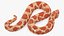 Serpiente Hognose Albino aparejada para Maya
