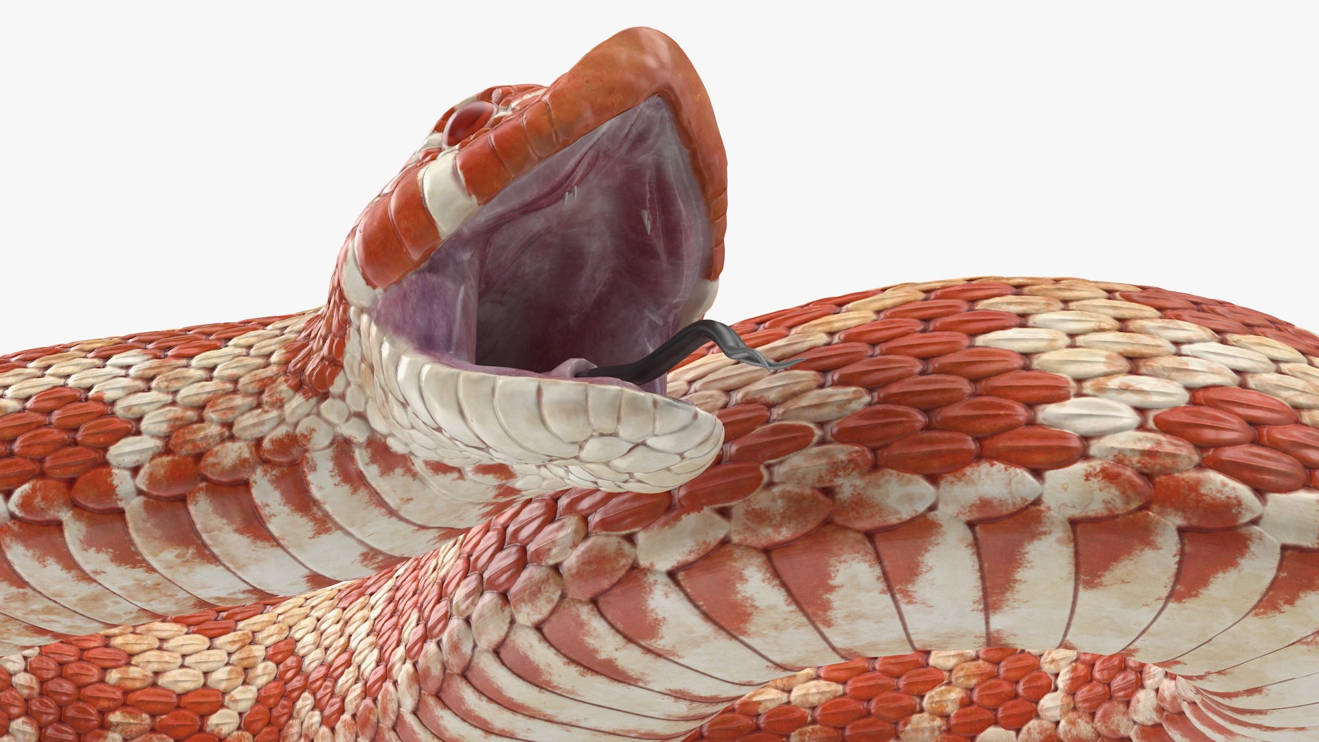 albino hognose snake rigged 3D https://p.turbosquid.com/ts-thumb/86/XHalyk/m5JZn0cx/albinohognosesnakeriggedc4dmodel017/jpg/1574834285/1920x1080/fit_q87/970cf6b8e5f8f39fbb3dfdcb3f19014d40f45531/albinohognosesnakeriggedc4dmodel017.jpg