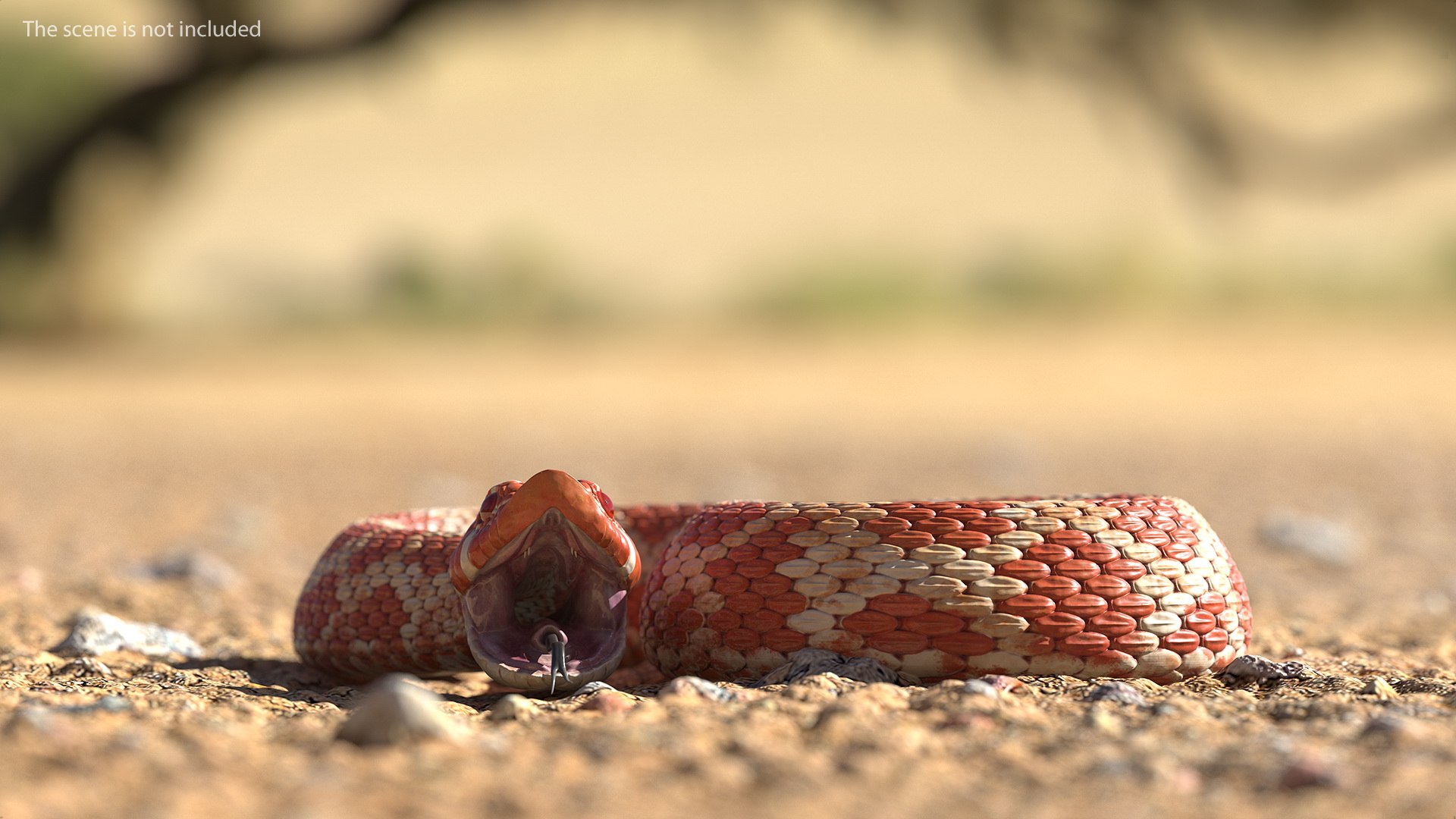 albino hognose snake rigged 3D https://p.turbosquid.com/ts-thumb/86/XHalyk/n3ZXSUDh/albinohognosesnakeriggedc4dmodel007/jpg/1574834224/1920x1080/fit_q87/256c248d458b02d95a2ab5dbf964a5fc98ea54f2/albinohognosesnakeriggedc4dmodel007.jpg