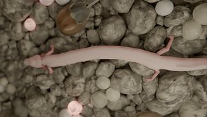 Olm 3D model