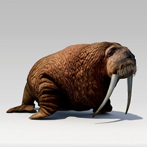 walrus animations 3D model