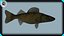 walleye fish 3d model