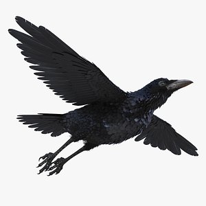 common raven rigged model