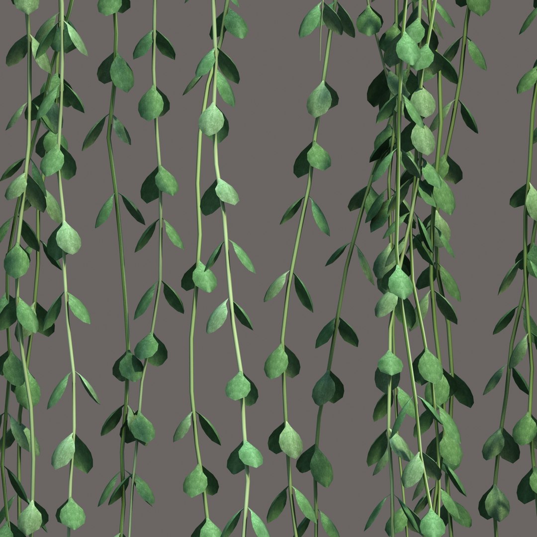 hanging dischidia 3D model https://p.turbosquid.com/ts-thumb/86/xFgjyy/yZgQVMIB/dischidiahanging_013/jpg/1591166371/1920x1080/fit_q87/4750e11ccff31c0387b1d76d6b860e9fa8192f9b/dischidiahanging_013.jpg