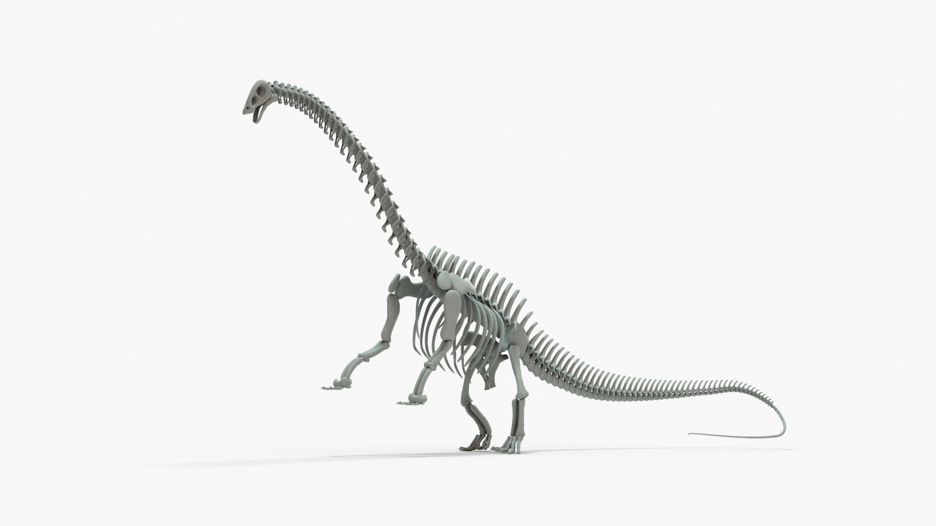 modelo 3d Esqueleto de malla base aparejado de Brontosaurio ...