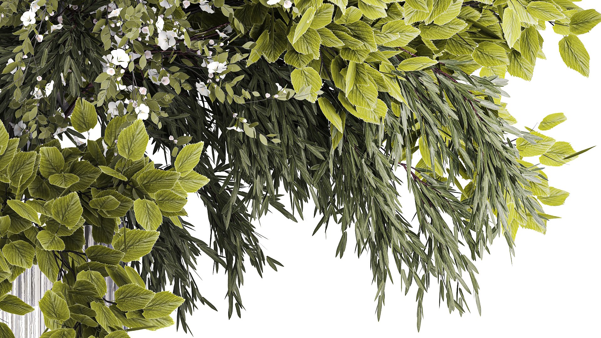 3D model Lush bouquet of cherry blossom branches with sakura leaves 348 https://p.turbosquid.com/ts-thumb/87/M0LPv9/NE/1greenbouquet06022407/jpg/1707406109/1920x1080/fit_q87/490f0078a7d6ca6ae9c23ddaf46fbb7c375fb88d/1greenbouquet06022407.jpg