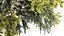 Lush bouquet of cherry blossom branches with sakura leaves 348