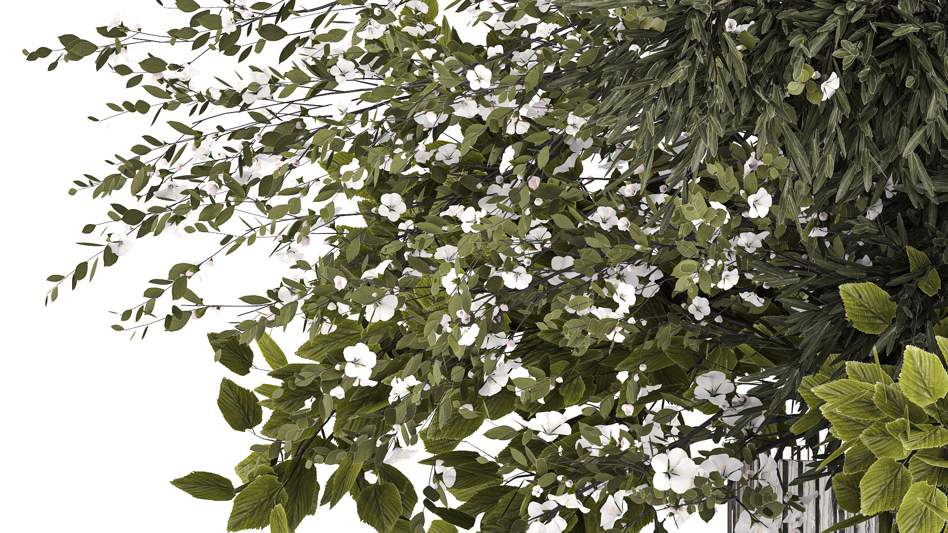 3D model Lush bouquet of cherry blossom branches with sakura leaves 348 https://p.turbosquid.com/ts-thumb/87/M0LPv9/X0/1greenbouquet06022406/jpg/1707406108/1920x1080/fit_q87/09bbe6c45bc6c8f9b3b5c787204ca68c6c5acf42/1greenbouquet06022406.jpg
