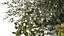 Lush bouquet of cherry blossom branches with sakura leaves 348