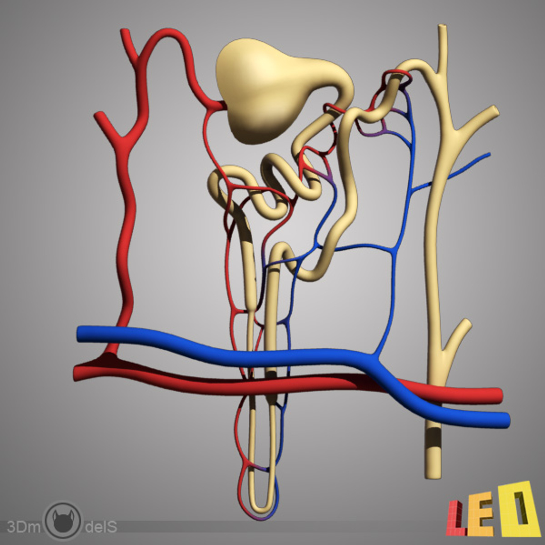 3dsmax nephron