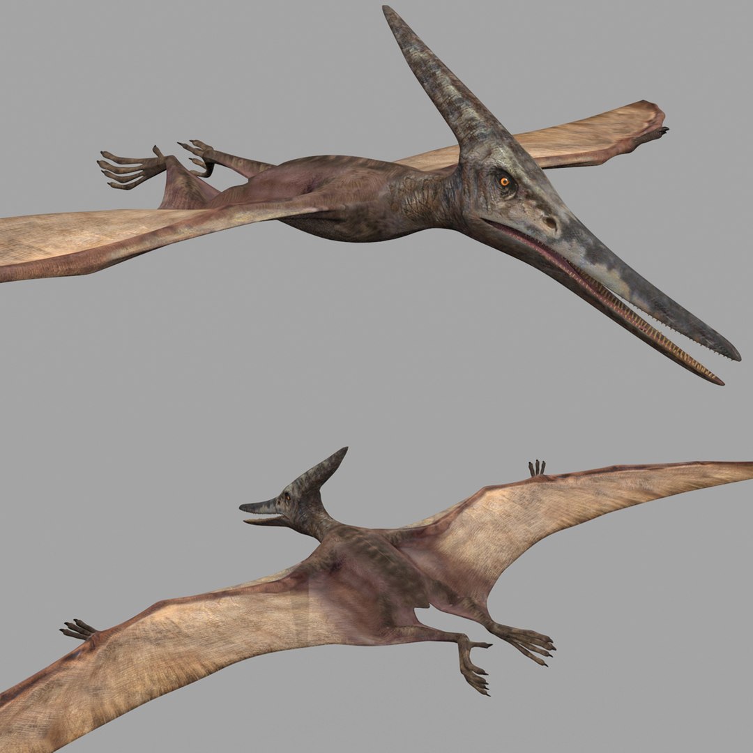 Dino Extra Pack 8K - fully animated 3D https://p.turbosquid.com/ts-thumb/87/Qb2MID/Vy/1/jpg/1686165285/1920x1080/fit_q87/dad08a6eacb884a089c3e8f838a1cbf4988473cc/1.jpg