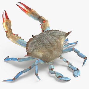 Atlantic Blue Crab Rigged