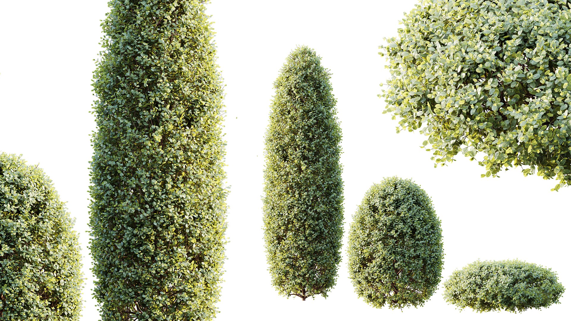 3D AV Calluna Vulgaris Helena Summer Broom Heather Garden Girls and Concinna Bonsai Pruned https://p.turbosquid.com/ts-thumb/87/Uvay3t/HD/05/png/1766391994/1920x1080/fit_q87/ff9384e947e4500ec7e1c7c83d2a56c824fb33e3/05.jpg