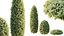 AV Calluna Vulgaris Helena Summer Broom Heather Garden Girls and Concinna Bonsai Pruned