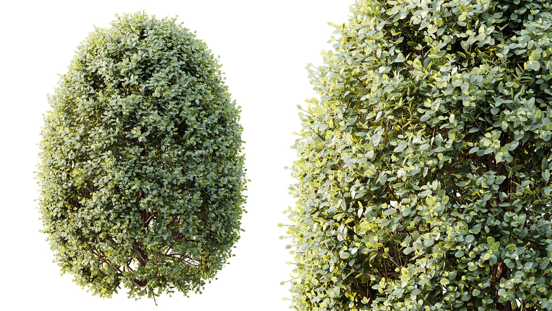 3D AV Calluna Vulgaris Helena Summer Broom Heather Garden Girls and Concinna Bonsai Pruned https://p.turbosquid.com/ts-thumb/87/Uvay3t/Qq/02/png/1766391992/1920x1080/fit_q87/0ff47d35451088a52e0cfa71b08550ef1308ff29/02.jpg
