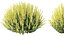 AV Calluna Vulgaris Helena Summer Broom Heather Garden Girls and Concinna Bonsai Pruned
