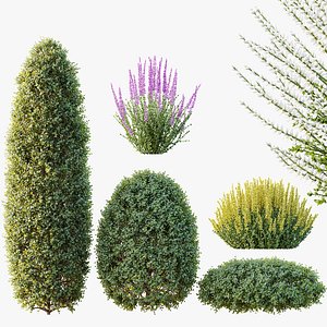 3D AV Calluna Vulgaris Helena Summer Broom Heather Garden Girls and Concinna Bonsai Pruned