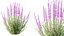 AV Calluna Vulgaris Helena Summer Broom Heather Garden Girls and Concinna Bonsai Pruned