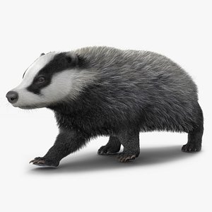 Walking Badger