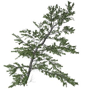 3D Plitvice Maple Tree - 04 -