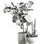 Ficus and cactus