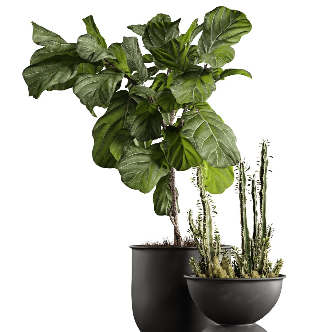 ficus pots 3D model https://p.turbosquid.com/ts-thumb/87/ivIgKx/HFfl4LjR/3/jpg/1581410773/1920x1080/fit_q87/cbc681e8566341b6e85af0cb09c72bbe09f01ea5/3.jpg