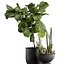 Ficus and cactus