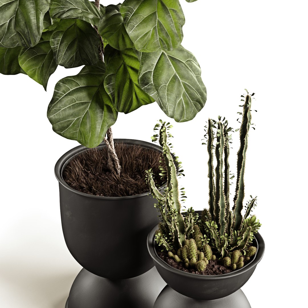 ficus pots 3D model https://p.turbosquid.com/ts-thumb/87/ivIgKx/Izybpnhs/2/jpg/1581410773/1920x1080/fit_q87/20d52bf415f3415bc28253429efc9d98f46a3abe/2.jpg