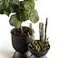 Ficus and cactus
