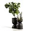 Ficus and cactus